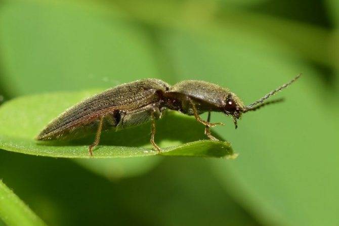 Эффективные методы борьбы с жуком щелкуном