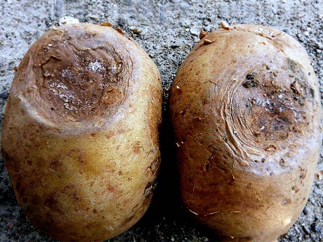 Заболевания картофеля фото