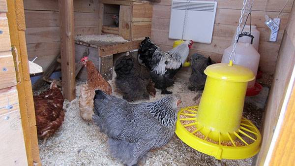 Советы по содержанию кур в домашних условиях для начинающих: уход и разведение птиц