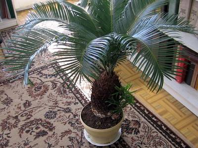 Комнатная пальма: выращивание декоративного растения для дома