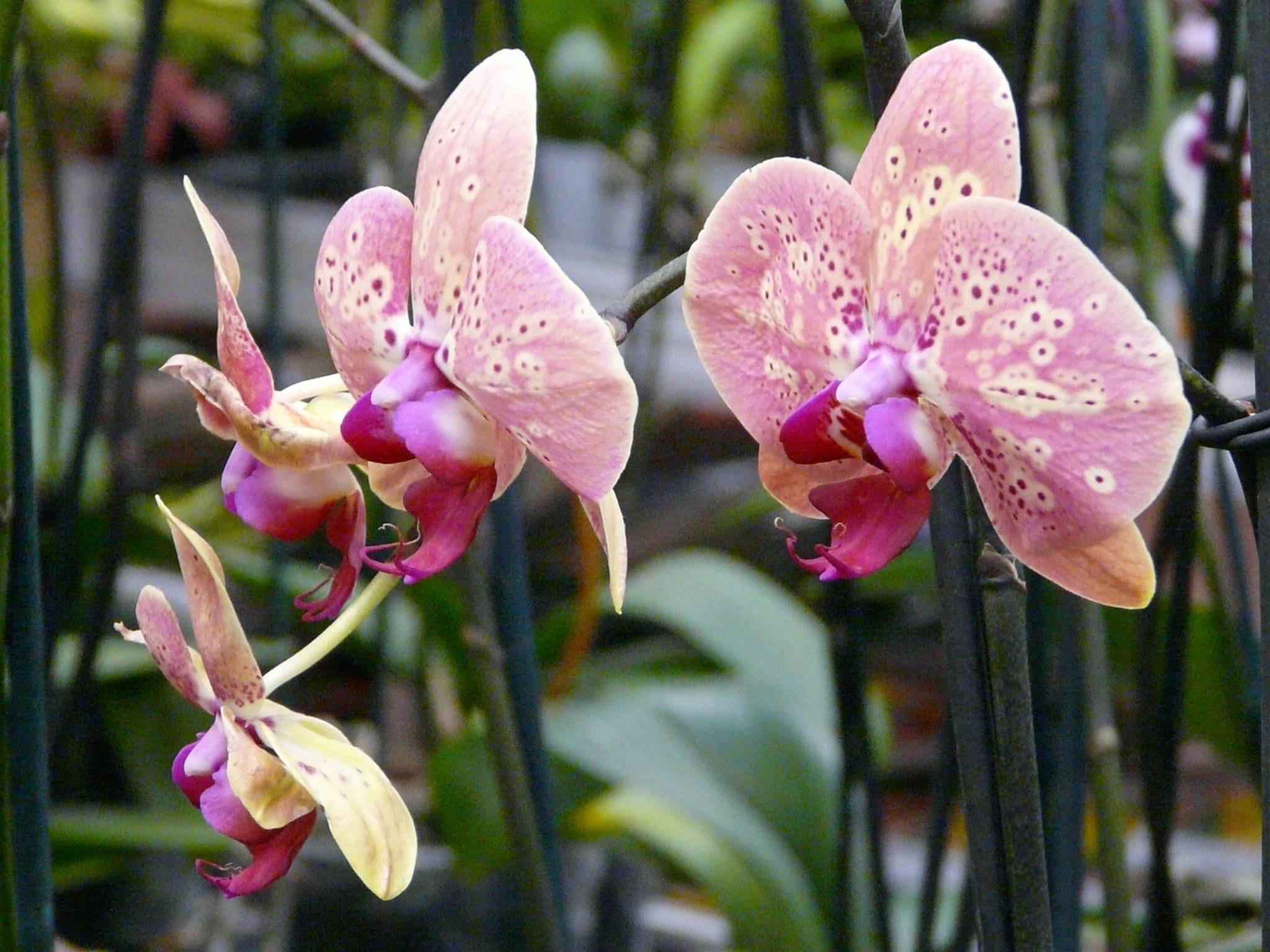 Правила подбора грунта при выращивании орхидеи фаленопсис. как сделать субстрат самому?