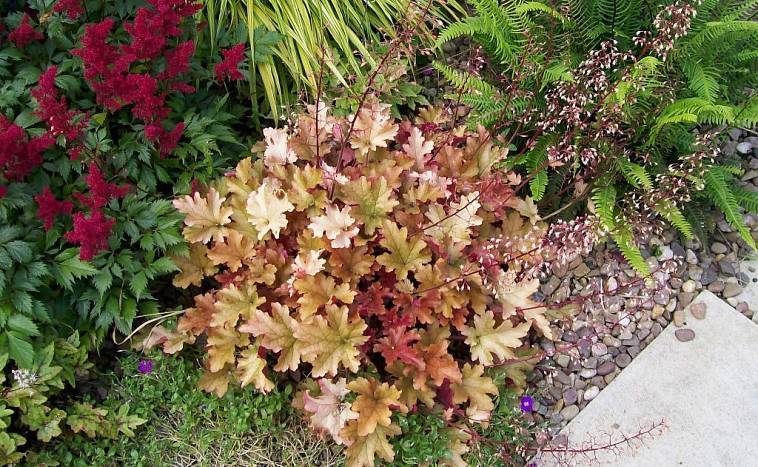 Цветы гейхера: посадка и уход в открытом грунте, размножение делением