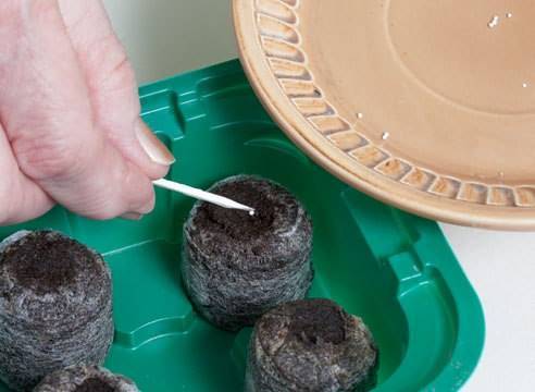Выращивание петунии в торфяных таблетках