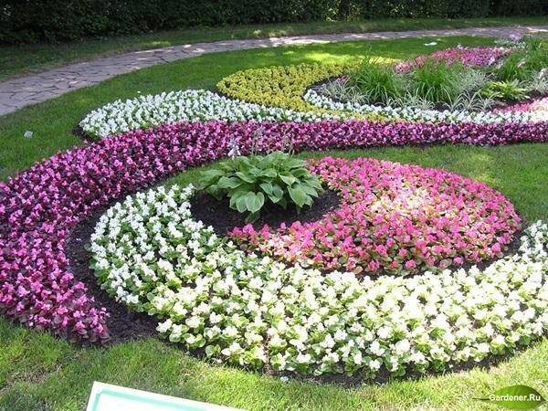 Разноцветный сад: лучшие сочетания цветов на клумбе
