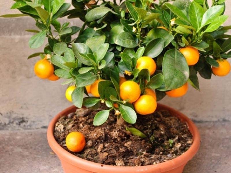Как вырастить апельсин из косточки в домашних условиях и получить плодоносящее дерево: рекомендации цветоводам по выращиванию экзотического дерева