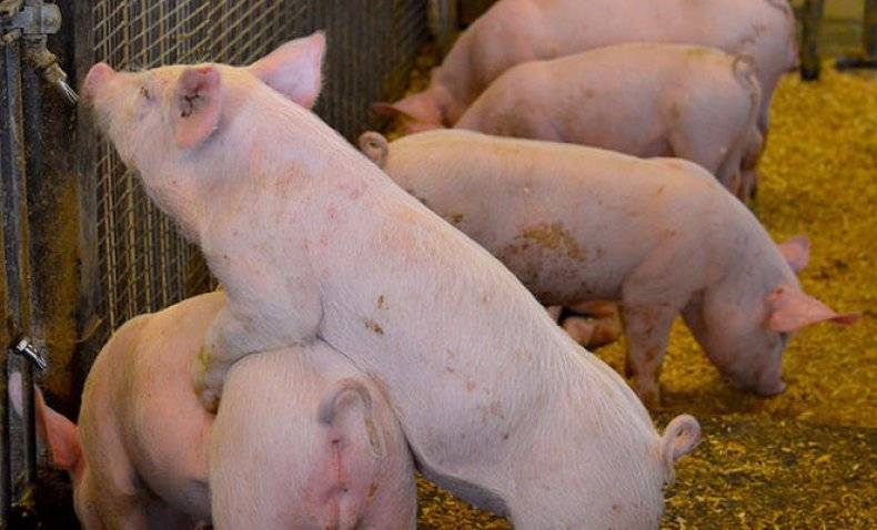 Почему возникает болезнь рожа у свиней и как ее предотвратить