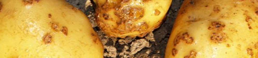 7 основных проблем с картофелем: болезни, их признаки, профилактика и средства борьбы