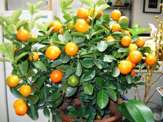 Цитрусовые в доме: лимон, мандарин, апельсин