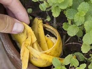 Удобрение из банановой кожуры для рассады