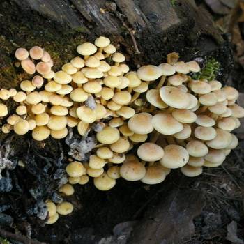 Как отличить съедобный опёнок от ложного: описание грибов