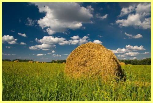 Сочная трава вика — полезный корм и симпатичное растение