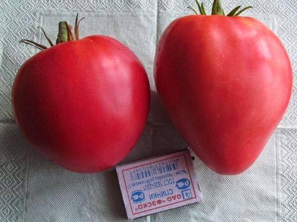Выращиваем на грядке томат Батяня