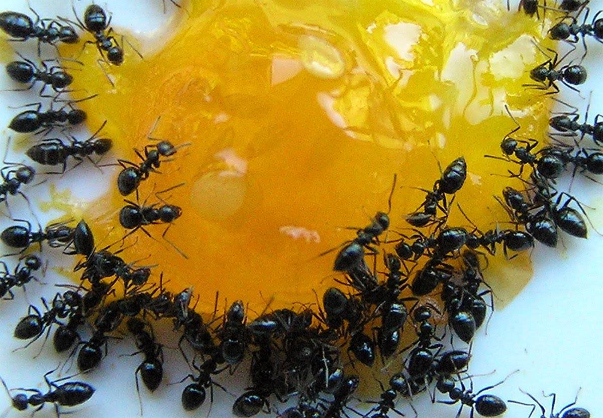Садовые муравьи: как избавиться и как вывести народными средствами