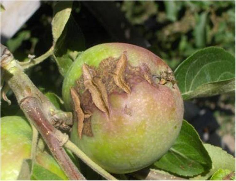 Способы борьбы и лечения болезней яблони