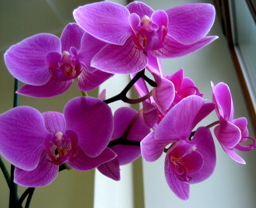 Советы цветоводам: чем подкормить орхидею? обзор лучших средств и способы их применения