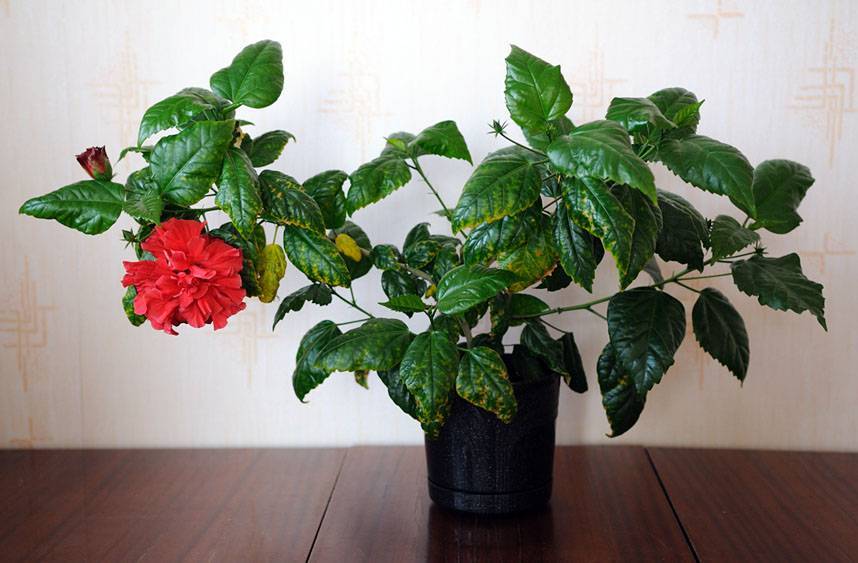 Приметы о цветах: гибискус в доме – китайская роза