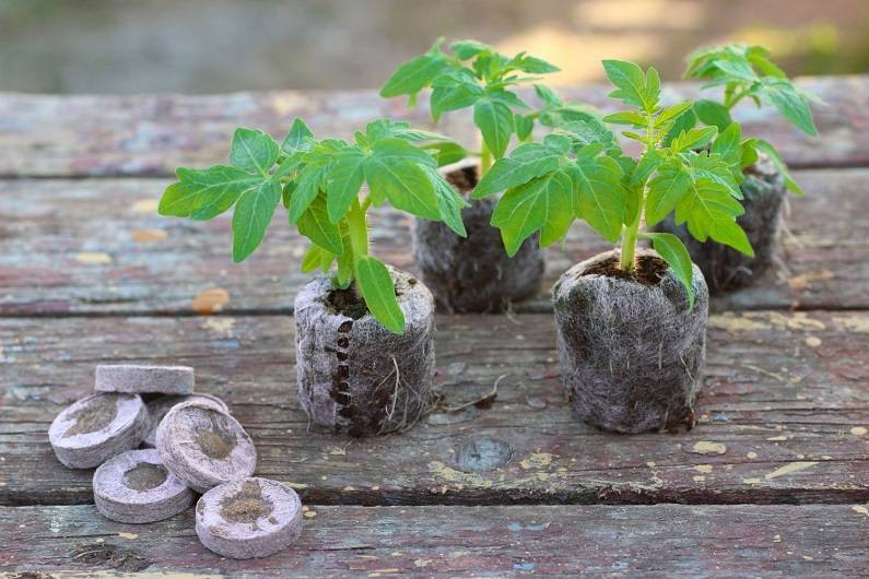 Как пользоваться торфяными горшочками для выращивания рассады - видео