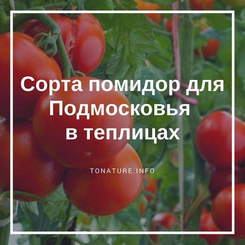 Топ-7 классических любимых томатов для теплиц в подмосковье