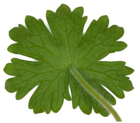 Лечение суставов кленовыми листьями. лечение иммунитета, болей в коленных суставах отваром кленовых листьев.
