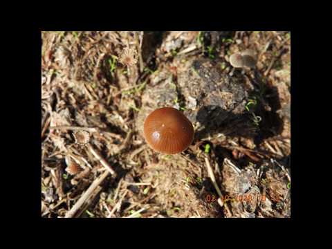 Галлюциногенные грибы – мухомор, серная голова, мицена чистая, спорынья пурпурная, видео
