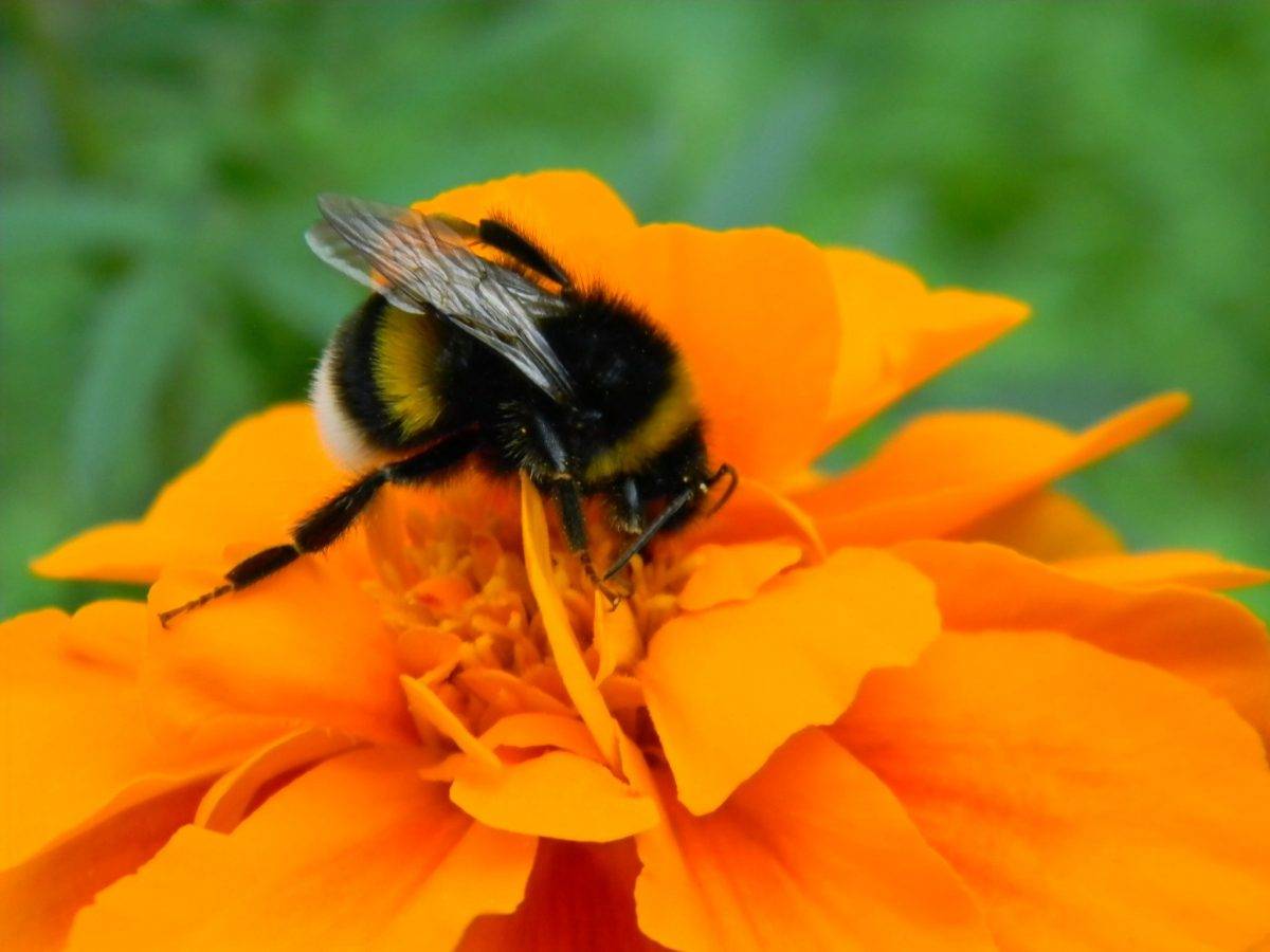 Как отравить пчел и выгнать из деревянного дома?