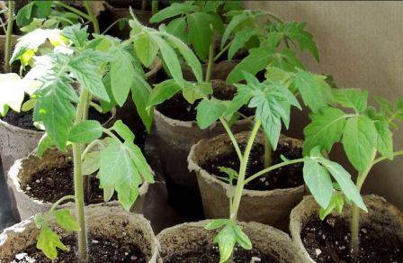 Яичная скорлупа как удобрение для растений в огороде и дома