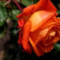 Роза морщинистая — красота необыкновенная