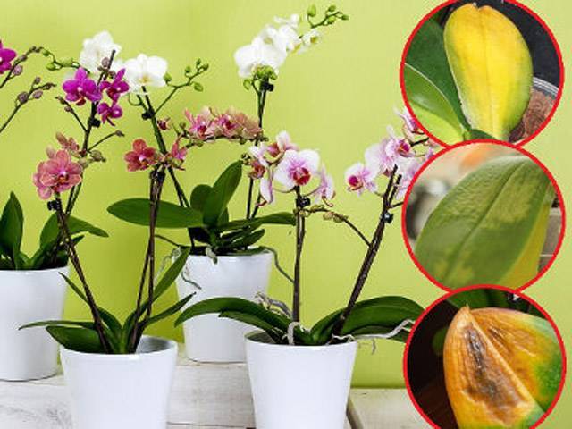 Основные причины, почему сохнут листья у орхидеи фаленопсис