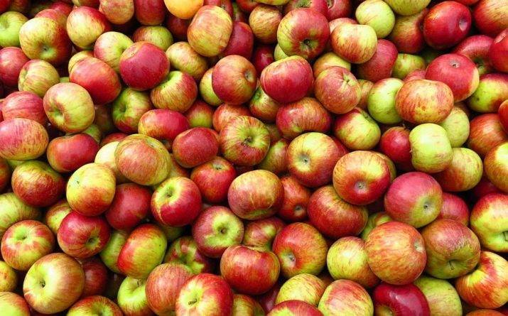 Яблоки: польза и вред для организма человека