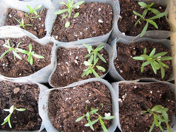 Как можно из семян и другими способами получить хороший урожай эстрагона? выращивание тархуна в домашних условиях