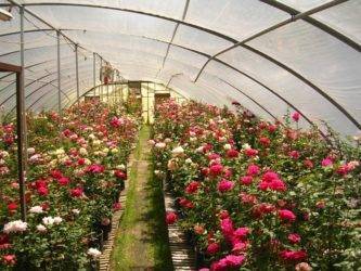 Выращивание роз в теплице – особенности наладки производства. 98 фото инновационных решений