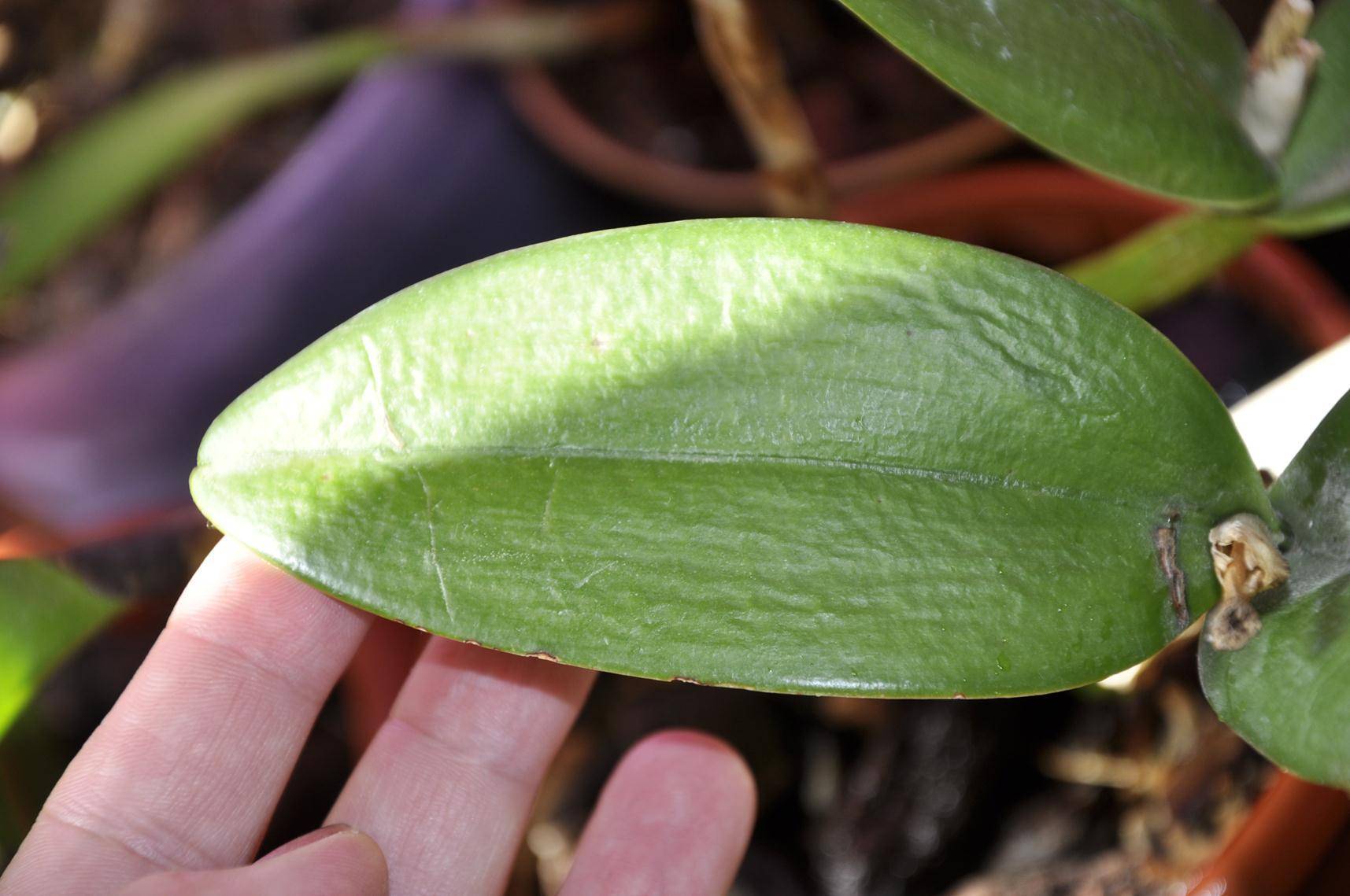 Почему у орхидеи вянут листья: причины и методы борьбы с ними