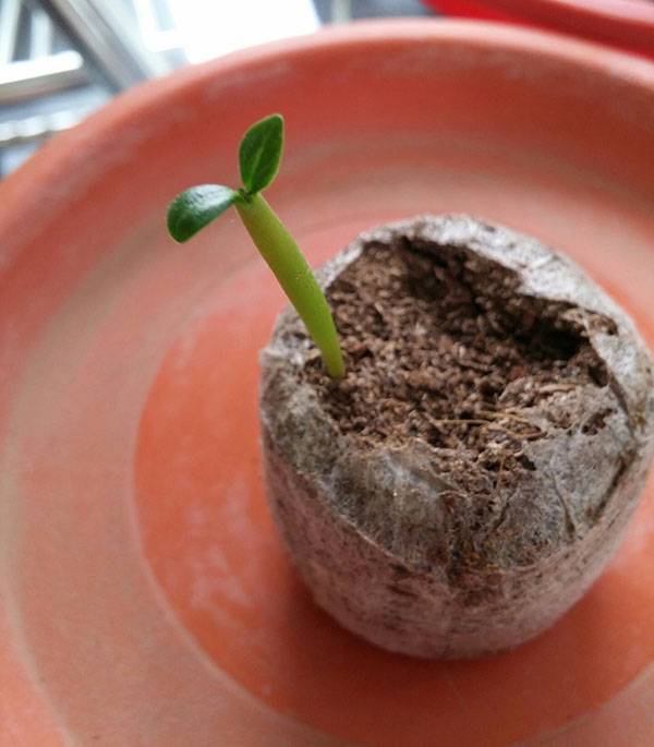 Увлекательное проращивание семян адениума
