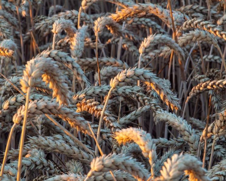 Пшеница как сидерат весной и осенью – в чем польза, с какими растениями комбинировать, когда сеять
