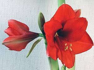 Правила ухода за амариллисом после цветения в домашних условиях