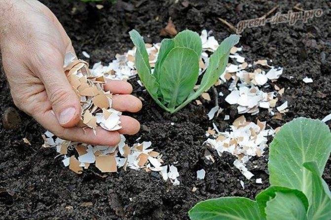 Как использовать яичную скорлупу в огороде