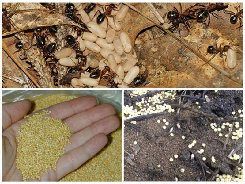 Что делать если муравьи поселились в улье и как от них избавиться на пасеке