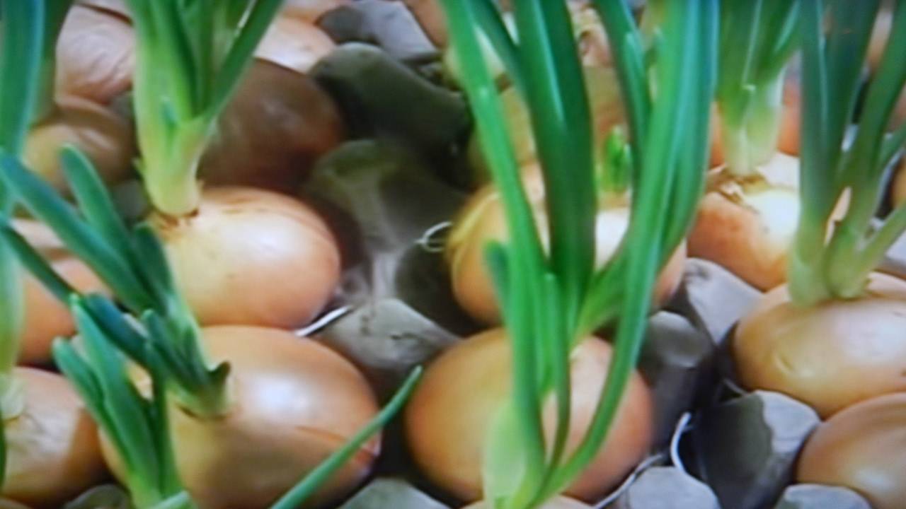 Китайский способ выращивания лука