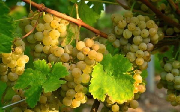 Шардоне — описание сорта винограда и особенности выращивания