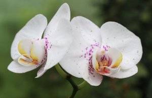 Какие существуют способы посадки орхидей?