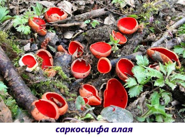 Шляпочные грибы со смещенной или отсутствующей ножкой