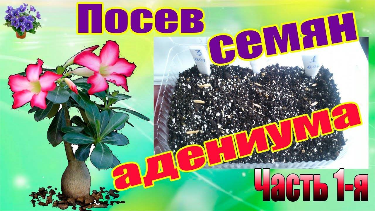 «пустынная роза»: выращивание адениума в домашних условиях