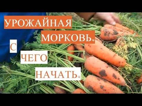 Сколько всходит морковь и как ускорить прорастание семян — секреты опытных огородников