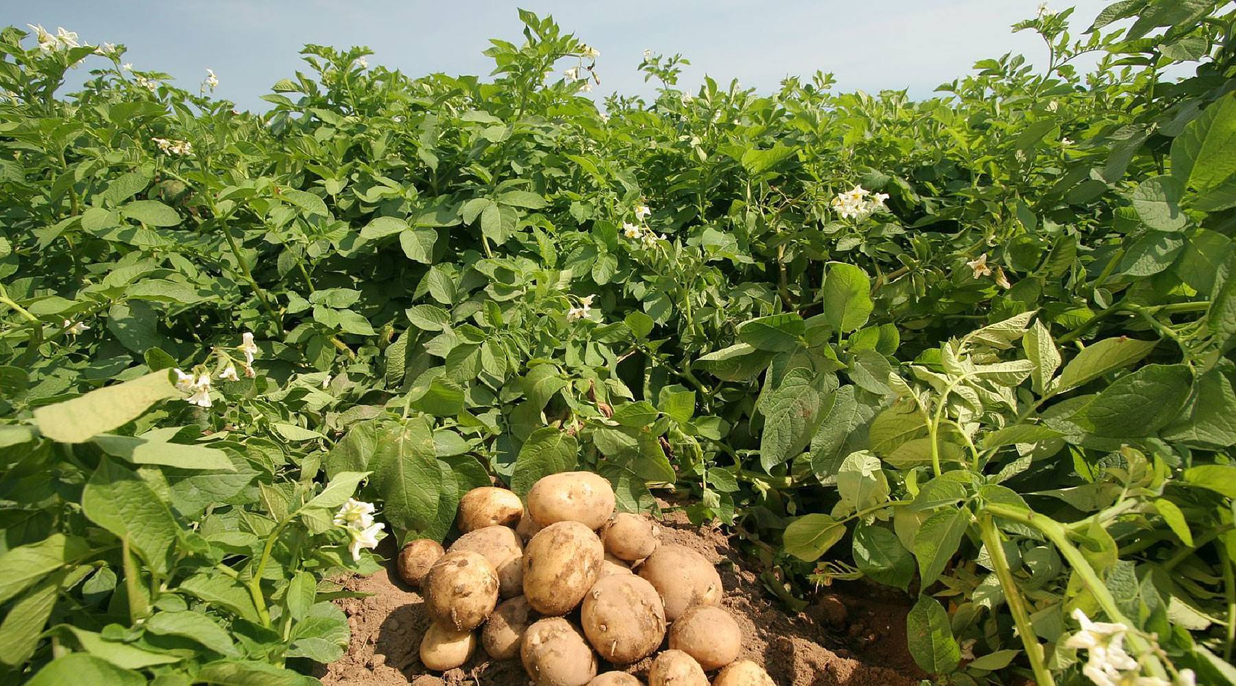 Самые эффективные разновидности удобрений для картофеля