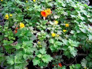 Черенкование хризантем: пошаговое руководство для цветоводов