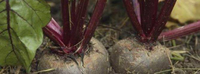 Выращивание свеклы в открытом грунте: секреты посадки и ухода