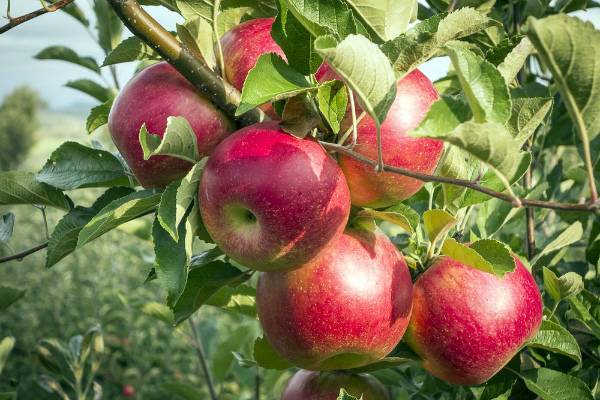 Универсальный сорт яблони услада для разных регионов