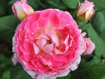 Роза софи лорен: эталон женственности в декоре сада