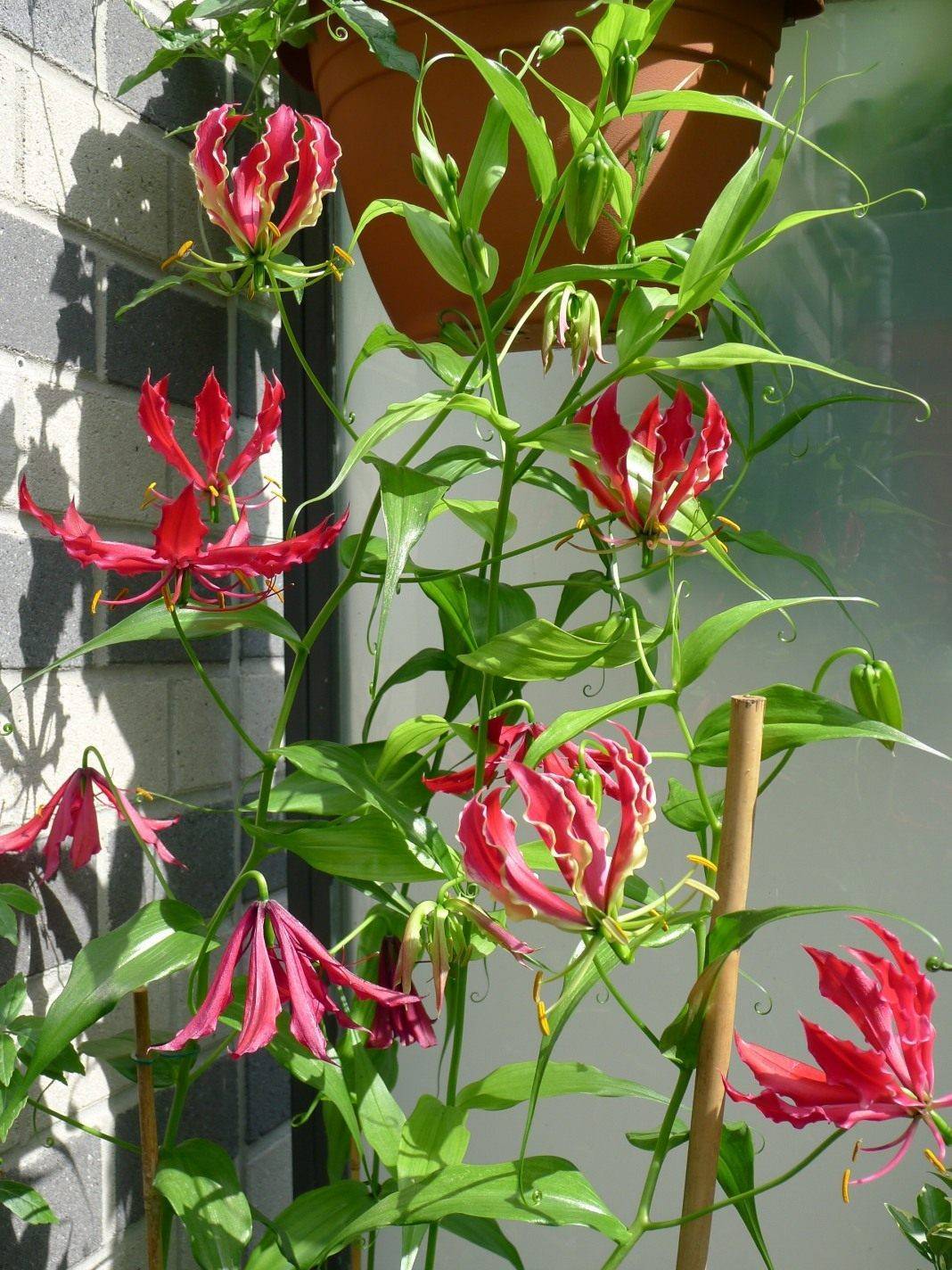 Глориоза ротшильда — лиана с огненными цветами