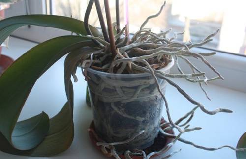 Как рассадить орхидею – пошаговый алгоритм с фото рассадки деток в домашних условиях, правильное размножение цветка